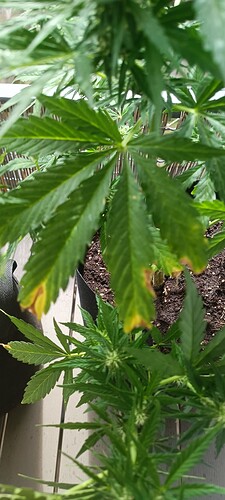 IMG_20240710_163152