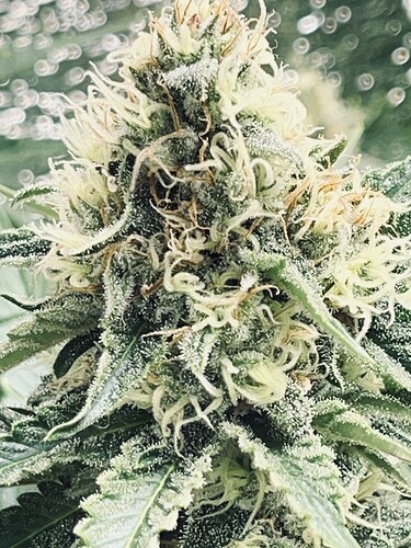 Growreport Bild 9