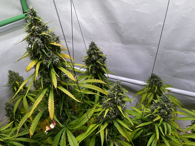 Growreport Bild 12