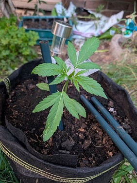 Growreport Bild 19