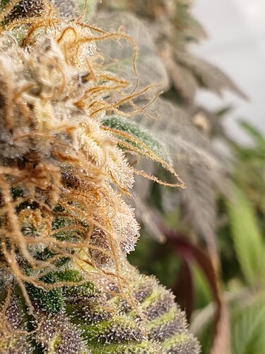 Growreport Bild 8