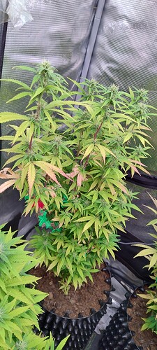 IMG_20251126_220959014_HDR
