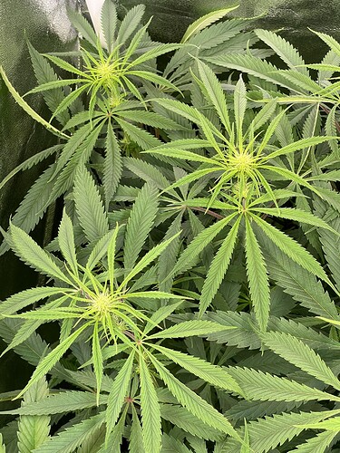 Growreport Bild 8