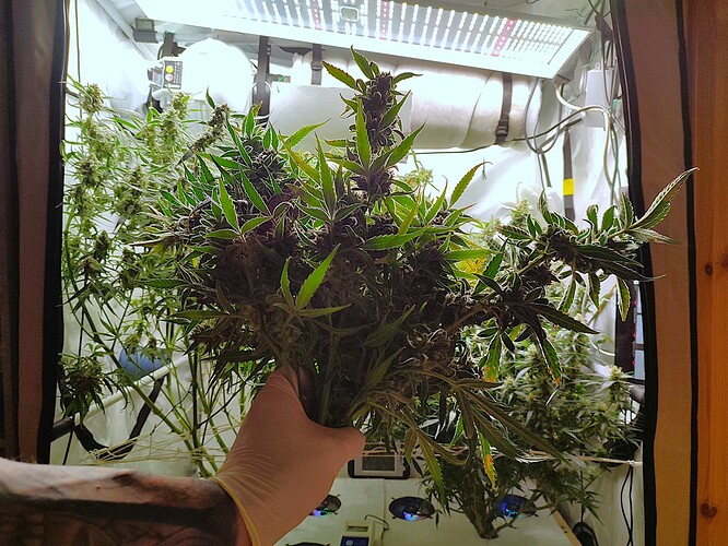 Growreport Bild 44