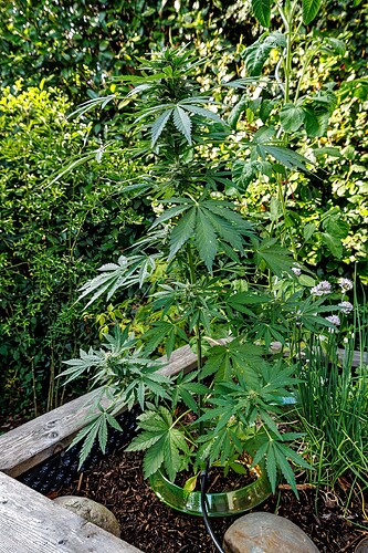 Jacky4-Ul-day 60