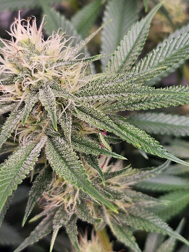 Growreport Bild 2