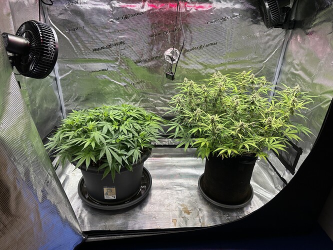 Growreport Bild 52