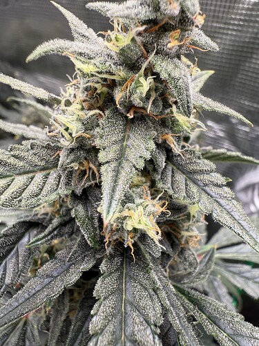 Growreport Bild 28