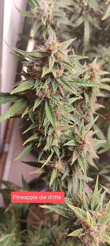 Growreport Bild 39