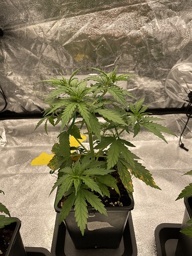 Growreport Bild 6