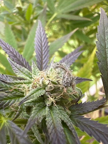 Growreport Bild 68
