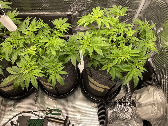 Vier junge Cannabis-Pflanzen in Vlies-Töpfen, die in einer Growbox stehen. Die Pflanzen sind im Wuchs-Stadium und zeigen viele grüne Blätter und Triebe. Im Vordergrund sind Gartengeräte und ein Lüftungsschlauch zu sehen.