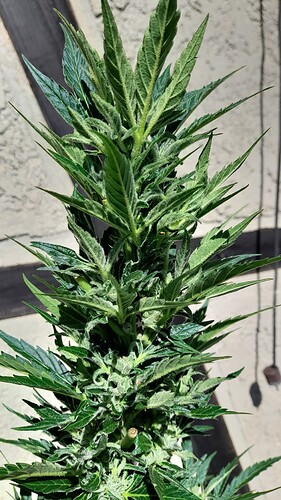 Growreport Bild 9