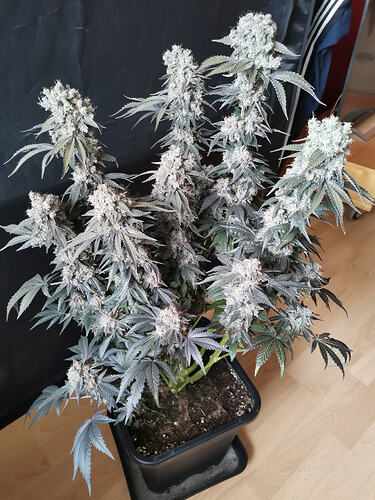 Growreport Bild 5