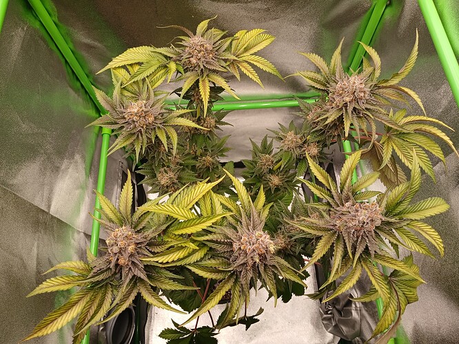 Growreport Bild 33