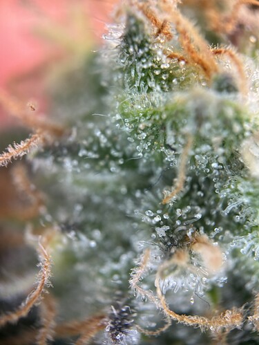 Growreport Bild 45