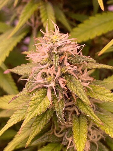 Growreport Bild 20