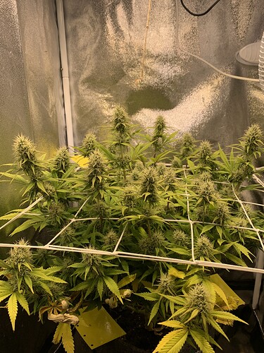 Growreport Bild 5