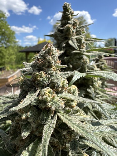 Growreport Bild 32