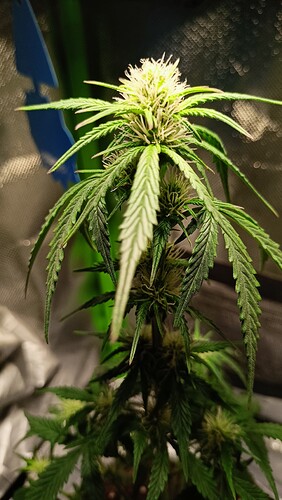 Growreport Bild 4