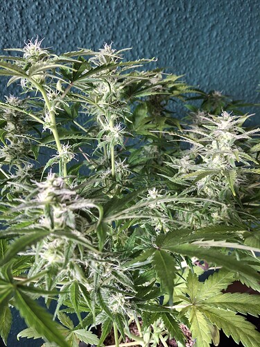 Growreport Bild 7