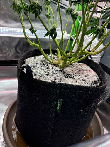 Growreport Bild 7