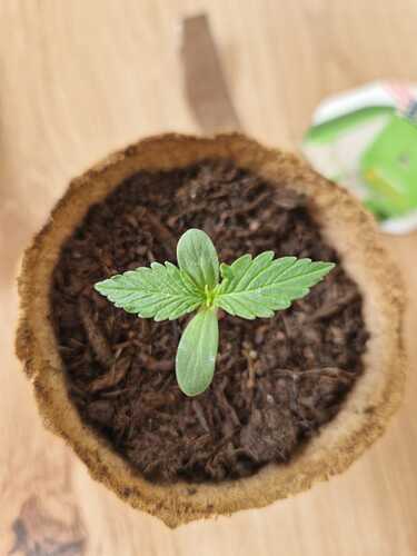 WhatsApp Image 2024-04-18 at 18.15.34 (1)