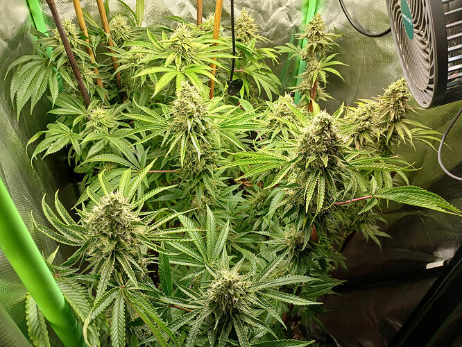 Growreport Bild 12