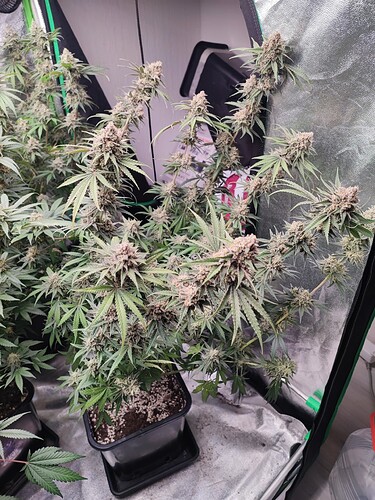 Growreport Bild 17