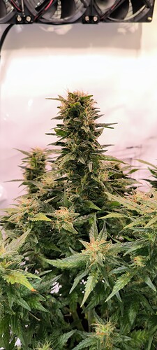 Growreport Bild 6