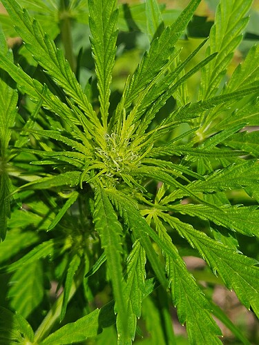 Growreport Bild 7