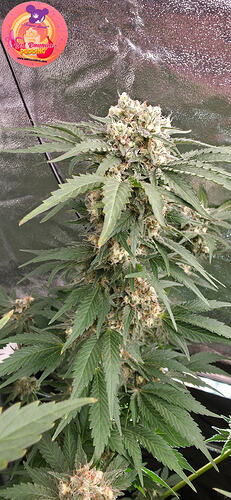 Growreport Bild 10