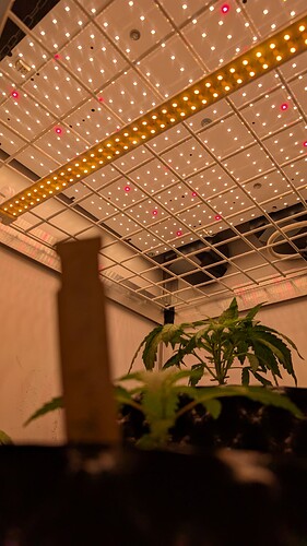 PXL_20250329_084718944.MP