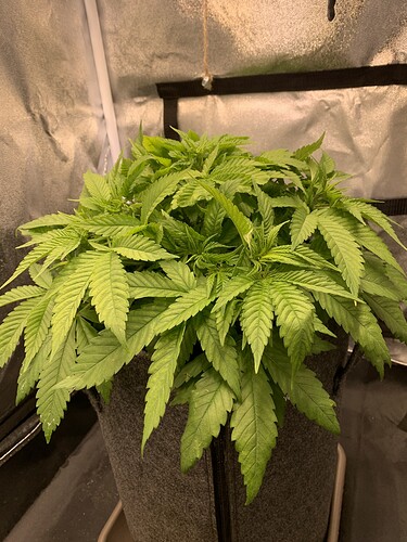 Growreport Bild 1