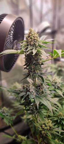 Growreport Bild 45