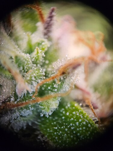 Growreport Bild 10