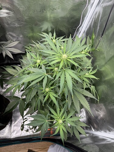 Growreport Bild 3