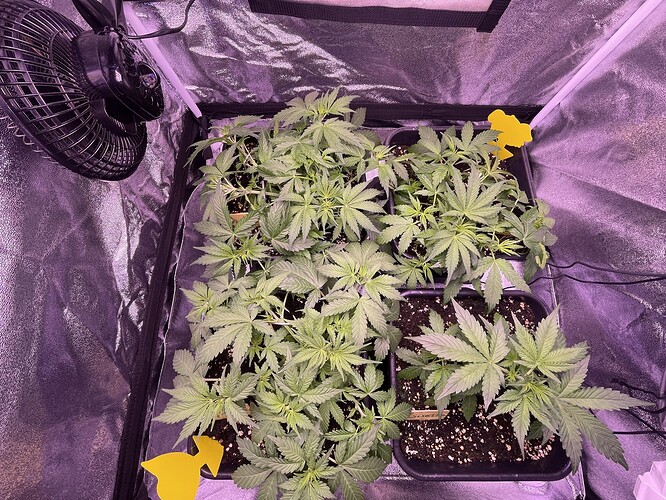 Growreport Bild 3