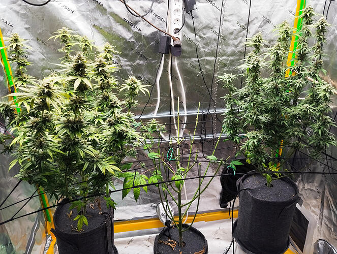 Growreport Bild 1