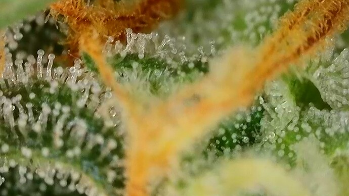 Growreport Bild 43