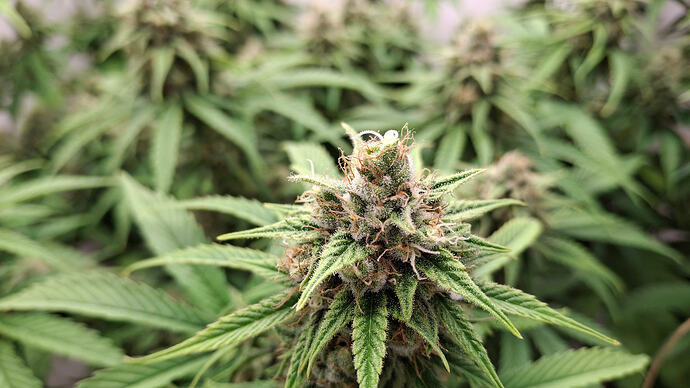 Growreport Bild 310