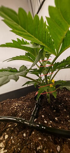 IMG_20241211_201343_edit_329007056141681