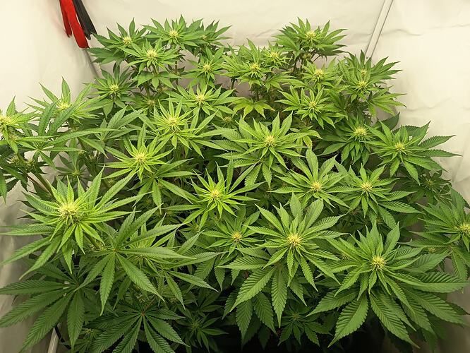 Growreport Bild 2