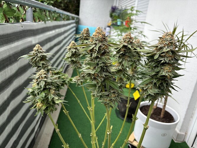 Growreport Bild 10