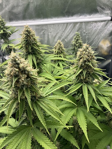 Growreport Bild 2