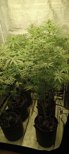 Growreport Bild 1