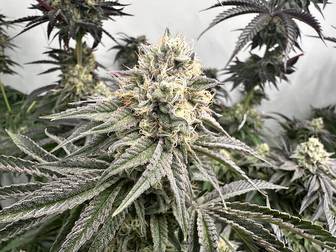 Growreport Bild 28