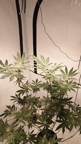 Growreport Bild 2