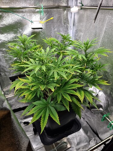 Growreport Bild 2