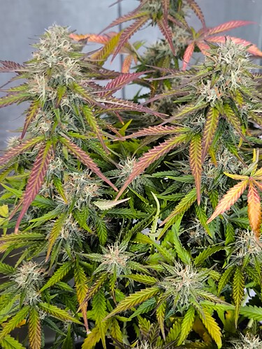 Growreport Bild 27